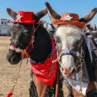 Cave Creek Beer Burro