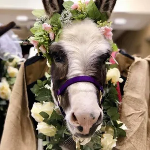 Cave Creek Beer Burro