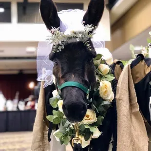 Black jack in wedding dress