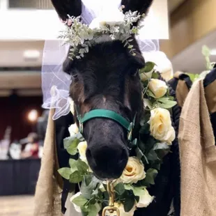 Cave Creek Beer Burro