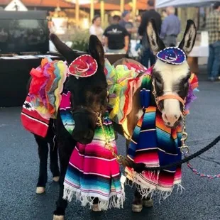 Cave Creek Beer Burro