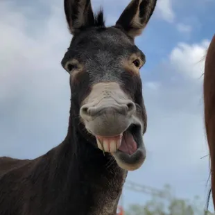 Cave Creek Beer Burro