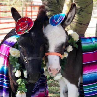 Cave Creek Beer Burro