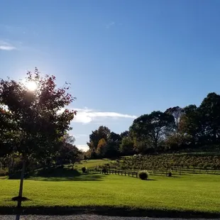 a view of the vineyard