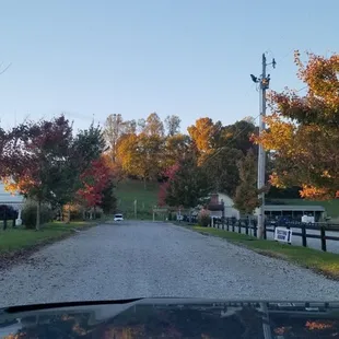 a road lined with trees