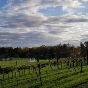 a vineyard with a barn in the background
