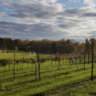 a vineyard with a barn in the background