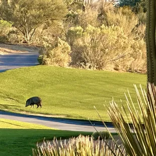 Wildlife hanging out on the golf course adjacent to the outside dining area.