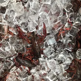 craycers in ice