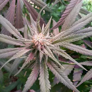 Hemp