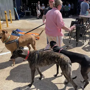 The taproom is dog friendly