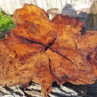 a cut of a tree trunk