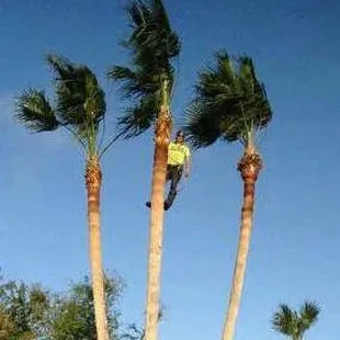 Palm tree trimming, palm tree removal, and stump grinding are just a few of the great services that CC Tree Service provide.
