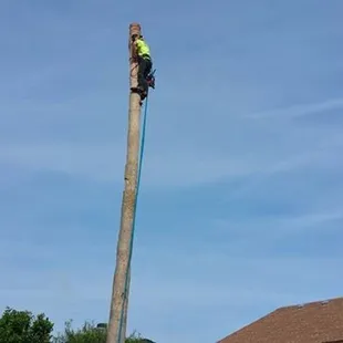 Midway through a palm tree removal. Despite three large palm trees being planted 10 feet away from the pool, we safely removed them.
