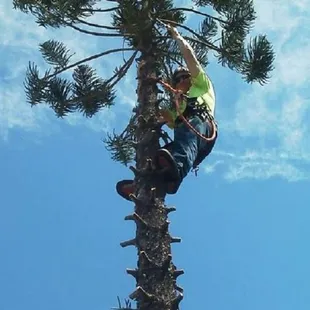Once removed, the branches made for great steps during this pine tree removal!