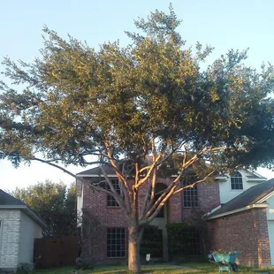 Oak tree trimming job done on the south side of Corpus Christi.
