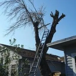 This large Ash tree, wedged between two sections of a customers home, was no match for us. We safely removed it in a single afternoon.
