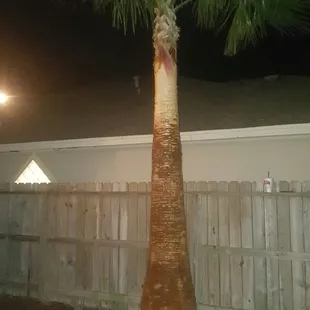 Skinning palm trees is never a clean or quick process, but the results are always amazing!