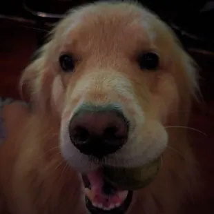 Biscuit: very good boy. 10/10. Would pet again.