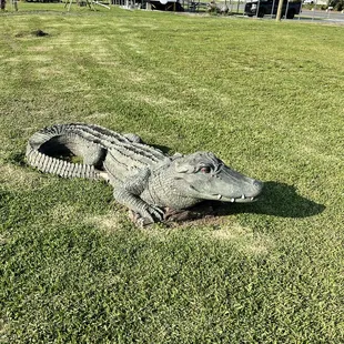 Beware of the gator that protects the restaurant!