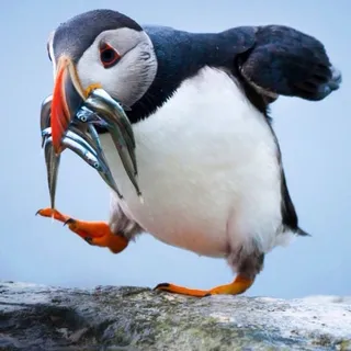 M J.