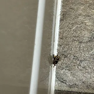 Bug in the 2nd room we moved into