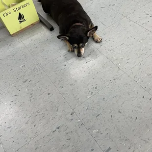 Pancho on the cool concrete floor.