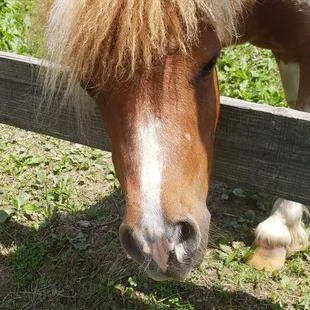 a brown and white horse looking over a fence