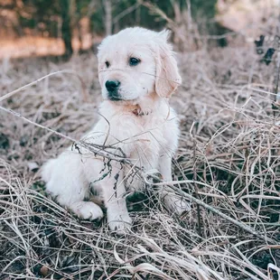 My Golden Retriever they help keep healthy when needed!