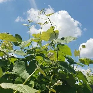 Vines