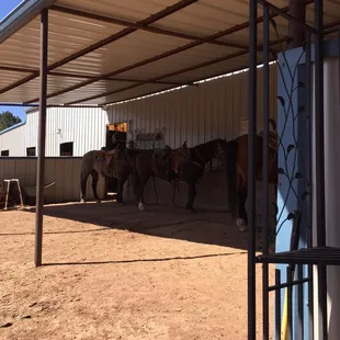 Setting up for the ride - Quantas, Hughie, Buckeroo, Butch (left to right)