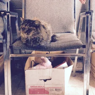 There's a kitty in the waiting room!