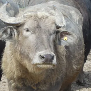 Armando: Protector of our neighbor's Water Buffalo herd.