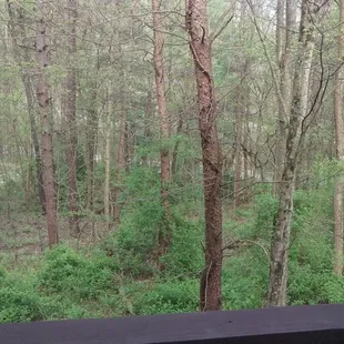 View off the back porch.