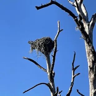 Osprey nests are abundant