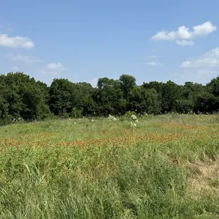 On the Blue Bonnet Trail