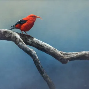 I&apos;iwi on Branch | by Michael Furuya