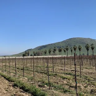 rows of palm trees in the foreground