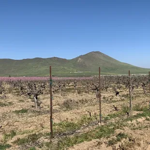 a vineyard with a mountain in the background