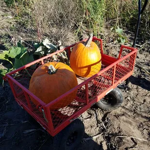 Carts available to use for moving your pumpkins
