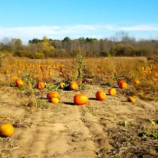 Pumpkin patch