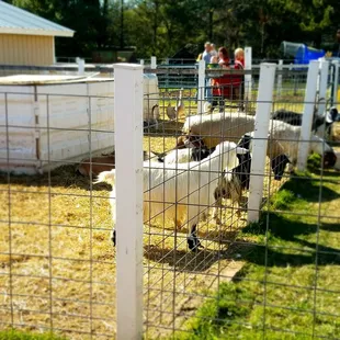 Petting zoo