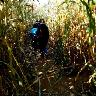 Corn maze