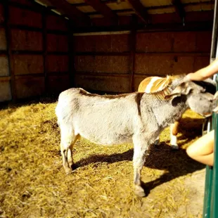 a donkey being petted by a woman