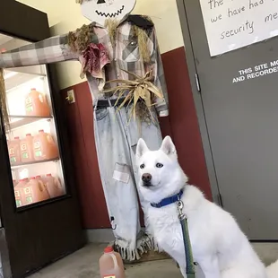 Adipose poses alongside the scarecrow. Delicious apples cider!