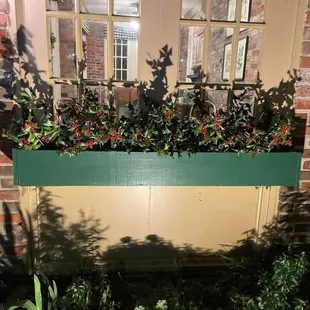 Holly bushes