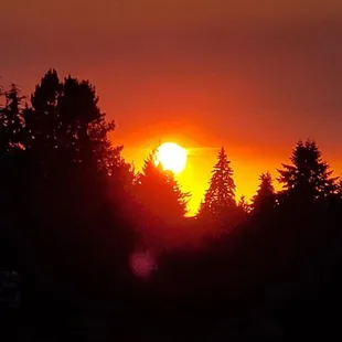 the sun setting over the trees