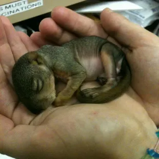 A baby squirrel