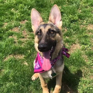 Luna outside the motel! Happy as a clam!
