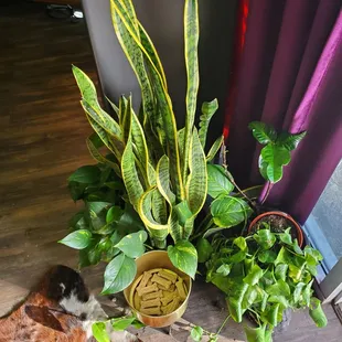 Treatsies for pups (and bold humans)